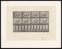view An elk running. Collotype after Eadweard Muybridge, 1887.