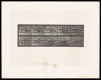 view A gnu running and bucking. Collotype after Eadweard Muybridge, 1887.