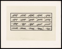 view A cat running. Collotype after Eadweard Muybridge, 1887.