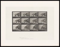 view A lion walking. Collotype after Eadweard Muybridge, 1887.