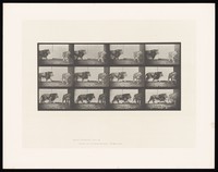 view A lion walking and turning. Collotype after Eadweard Muybridge, 1887.