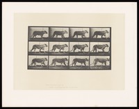 view A lioness walking. Collotype after Eadweard Muybridge, 1887.