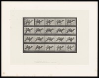 view A camel running. Collotype after Eadweard Muybridge, 1887.