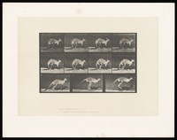 view A kangaroo walking and jumping. Collotype after Eadweard Muybridge, 1887.