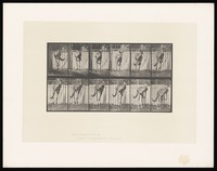 view A kangaroo jumping. Collotype after Eadweard Muybridge, 1887.