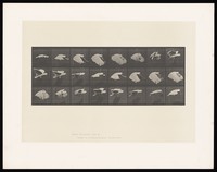 view A cockatoo flying. Collotype after Eadweard Muybridge, 1887.