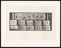 view An osprey flying. Collotype after Eadweard Muybridge, 1887.