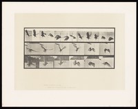 view A vulture flying. Collotype after Eadweard Muybridge, 1887.