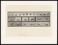 view A vulture flying. Collotype after Eadweard Muybridge, 1887.