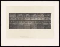 view Swans and storks on land and water. Collotype after Eadweard Muybridge, 1887.