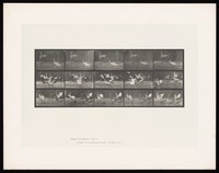 view Storks by water. Collotype after Eadweard Muybridge, 1887.