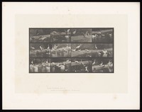 view Storks and swans on land and water. Collotype after Eadweard Muybridge, 1887.