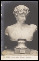 view Antinous. Photographic postcard, 192-.