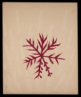 view A hooked cross resembling a snowflake crystal. Watercolour by M. Bishop, 1968.