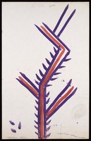 view A purple and red stem with spiny offshoots. Watercolour by M. Bishop, 1970.