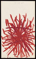 view A dense red star or flower with gridlines and hammers. Watercolour by M. Bishop, 19--.