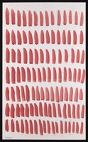 view Seven lines of red darts. Watercolour by M. Bishop, ca. 1970.