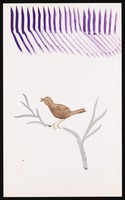 view A bird singing on the branch of a tree, with purple zigzags above. Watercolour by M. Bishop, 1973.