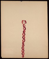 view A red snake and a maroon snake entwined and glaring at each other. Watercolour by M. Bishop, 1967.