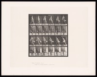 view A man walking. Collotype after Eadweard Muybridge, 1887.