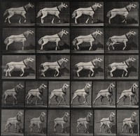view A cart-horse pulling. Collotype after Eadweard Muybridge, 1887.
