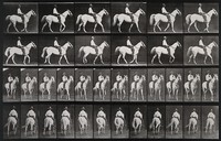 view A man riding a horse. Collotype after Eadweard Muybridge, 1887.