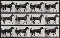 view A horse drawing a chariot and driver. Collotype after Eadweard Muybridge, 1887.