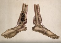 view A pair of dissected feet. Watercolour.