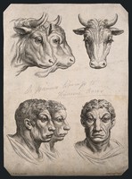 view The head of an ox and the head of an ox-like man: three figures of each, showing their physiognomical relations. Etching, c. 1820, after C. Le Brun.