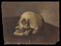 view A skull. Oil painting.