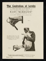 view The castration of lambs : from one week to six months with the new extra-small model, the Baby "Burdizzo" registered designs.