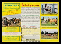 view Redwings Horse Sanctuary : come and meet our large family of rescued horses, ponies and donkeys : our aim is to rescue horses, ponies and donkeys from neglect and slaughter and provide them with a caring home for the rest of their lives...