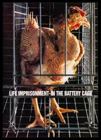 view Life imprisonment : in the battery cage / Compassion in World Farming.