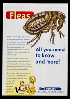 view Fleas : all you need to know and more / Sherley's Ltd.