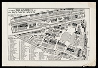 view Plan of the gardens of the Zoological Society in the Regents Park, London.