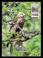 view Stop illegal poisoning of our wildlife : Red kite, Milvus, milvus / Dept. of the Environment ; photo: C.H. Gomersall.