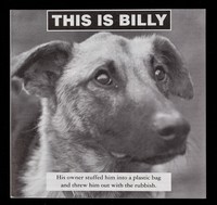 view This is Billy : his owner stuffed him into a plastic bag and threw him out with the rubbish / RSPCA.