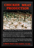 view Chicken meat production... : a price that's too painful to pay... / Friends of Animals Under Abuse (FAUNA).