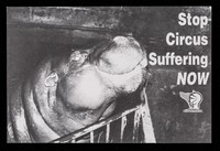 view Stop circus suffering now / Animal Defenders.