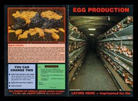 view Egg production : laying hens: imprisoned for life / Friends of Animals Under Abuse (FAUNA).