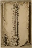 view Vertebral column with dissections of nerves and blood vessels, with skin (?) in the background, and (left) the figure of a man representing Ecclesiastes, the whole being an illustration of Ecclesiastes XII, 6 "the silver cord". Drawing attributed to Johann Melchior Füssli, ca. 1730.