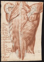 view Muscles and tendons of the back: écorché figure. Red chalk and pencil drawing by or associated with A. Durelli, ca. 1837.