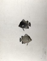 view Two fish. Watercolour, 1783.