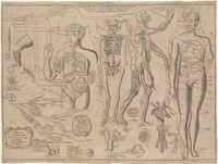 view Anatomy of the principal parts of the human body. Engraving by J. Blanchin after J. Dumoulin, 1679.