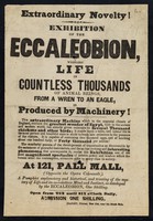 view Extraordinary novelty! : exhibition of the Eccaleobion whereby life in countless thousands of animal beings, from a wren to an eagle, is produced by machinery... : at 121 Pall Mall.