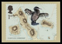 view Darwin : flightless cormorant.