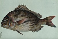 view A fish. Colour lithograph, 1884.