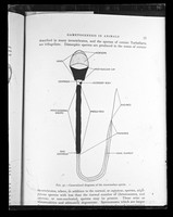 view Printed diagram referenced as "Generalized drawing of mammalian sperm"