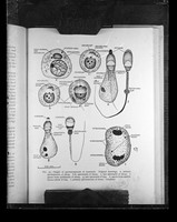 view Printed diagram captioned as "Drawing of the stages of spermatogenesis in mammals"