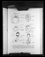 view Printed diagram captioned as "Drawing of the stages of spermatogenesis in guinea pigs"